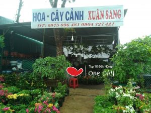 top 10 cửa hàng cây cảnh tại daknong